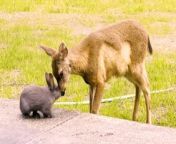 This cute clip shows a young deer and rabbit playing together - like a real-life Bambi and Thumper.&#60;br/&#62;&#60;br/&#62;The pair, who resemble the characters from the famous Disney film, greet each other by bumping noses.&#60;br/&#62;&#60;br/&#62;The deer then hits its hooves against the floor to get the rabbits attention before licking its head with affection.&#60;br/&#62;&#60;br/&#62;The video was shot in Coos Bay, Oregon.&#60;br/&#62;&#60;br/&#62;People reacted to the footage on TikTok, where it has received more than 12,000 likes.&#60;br/&#62;&#60;br/&#62;One commenter said: &#92;