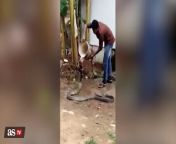 WATCH: King cobra lets man help him cool off from cool palate