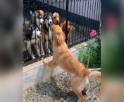 The dog said, \ from 2016 china move video