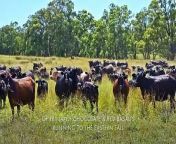 Redbank is a holistically managed 5460 acre property has been cell grazed for the past 20 years.