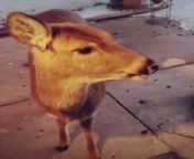 This deer, Broken Ear, came to the door of a house for some snacks. The person gave some snacks to her, which she enjoyed and left. She was a daily visitor and would also bring her babies at times.