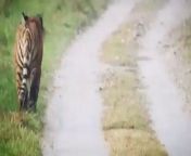 Tiger is scared of elephants from daata tu tiger zinda hai 320kbps